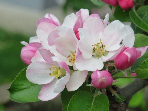 apple blossom pink blossom