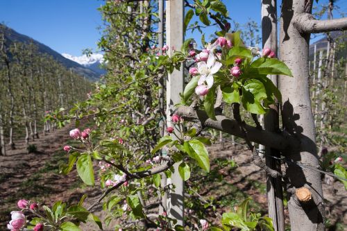 apple blossom plantation trellis