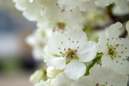 apple blossom white flower