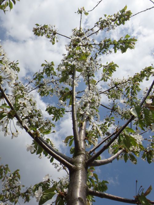 apple blossom blossom bloom