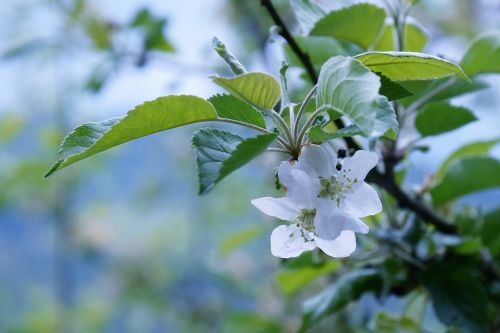 apple blossom spring blossom