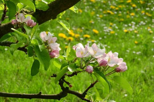 apple-blossom apple tree blooming apple tree
