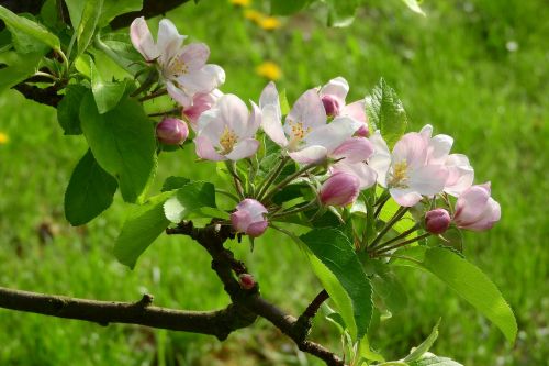 apple-blossom apple tree blooming apple tree