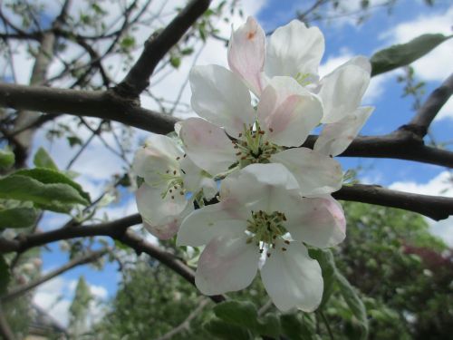 apple blossom apple tree gardening