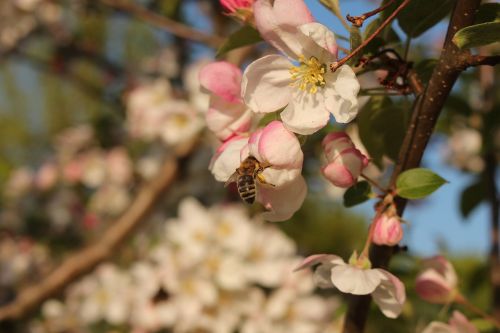 apple blossom bee sprinkle