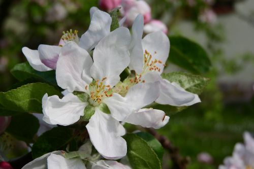 apple-blossom flower fruit tree flowering tree