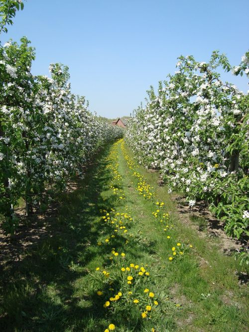 apple blossom spring apple tree