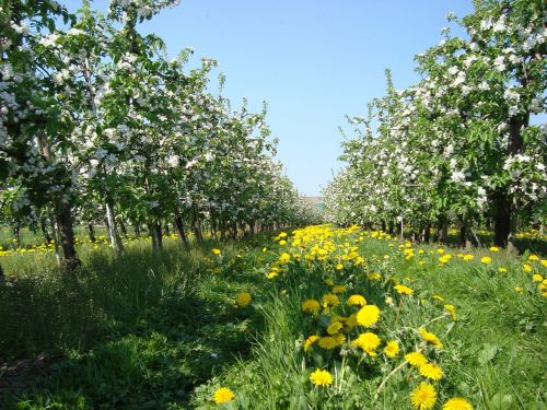 apple blossom spring apple tree