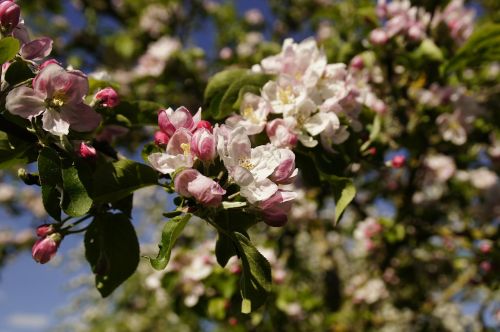 apple blossom blossom bloom