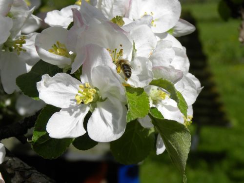 apple blossom bee nature