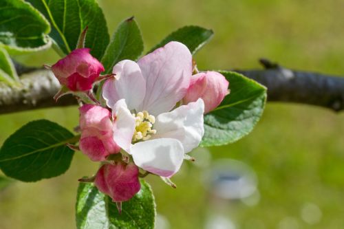 apple blossom apple tree tree