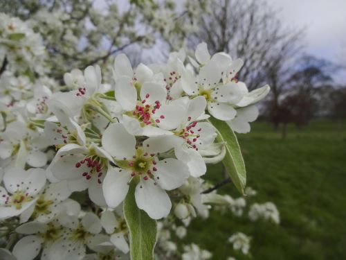 apple blossom flowers tree blossom