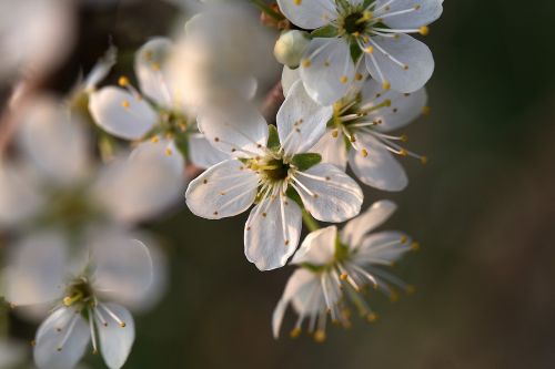 apple blossom nature creation