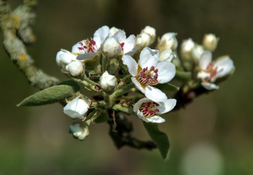 apple blossom flowers apple tree