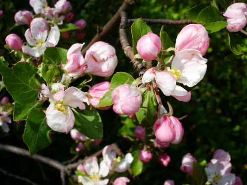 apple blossom blossoms tree
