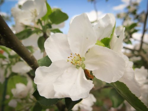 apple blossom apple tree blossom