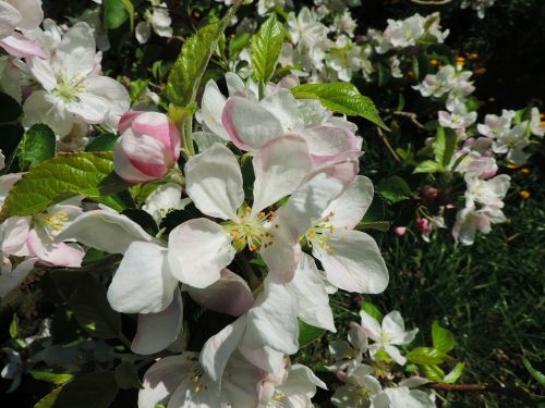 apple blossom south tyrol plant
