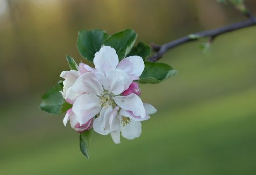 apple blossom wildflower flower