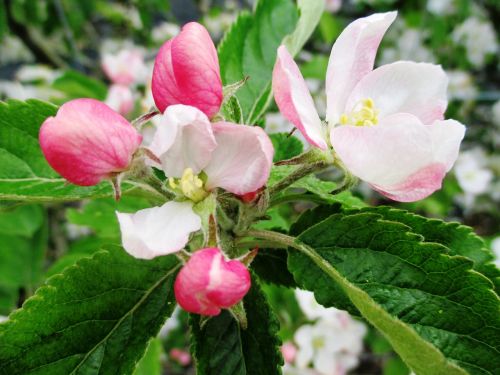 apple blossom orchard pink