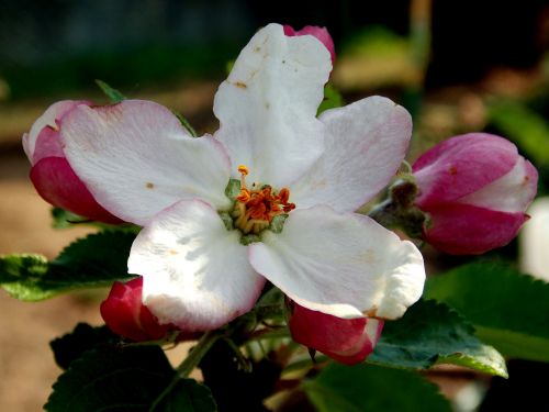 apple blossom spring flower apple tree