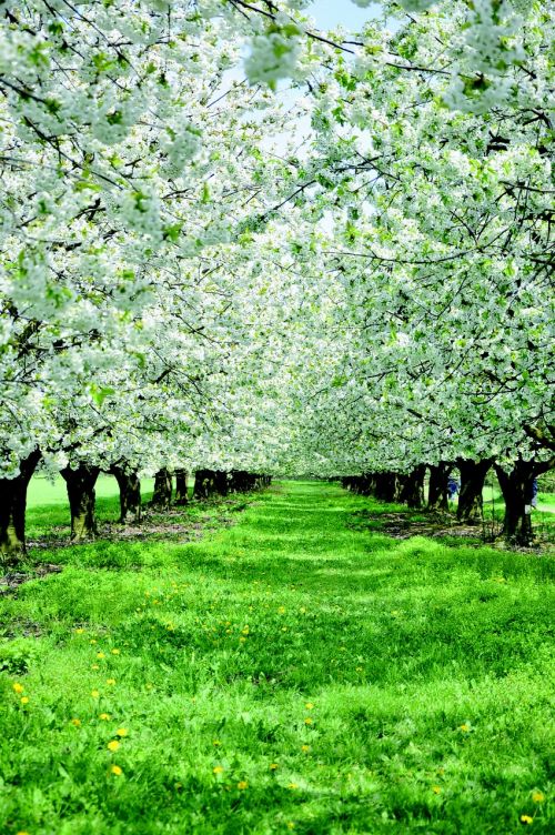 apple blossom apple trees flowers