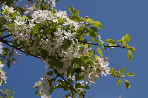 apple blossom apple tree blossom