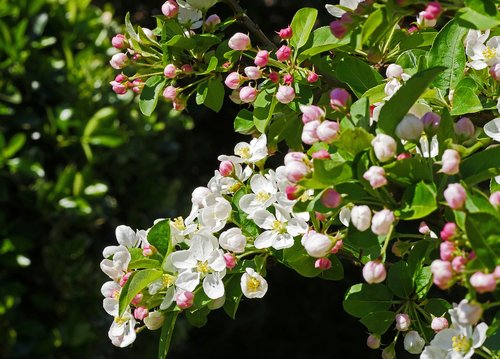 apple blossom  branch  flowers