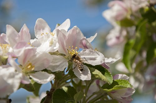 apple blossom  apple tree  green