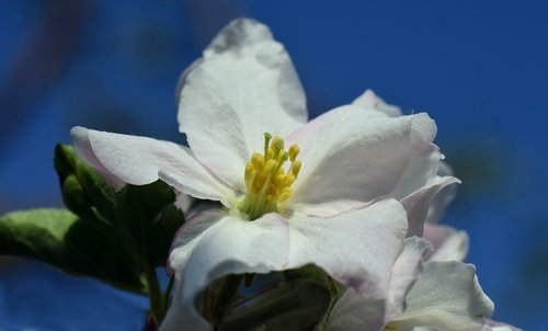 apple blossom  macro  close up