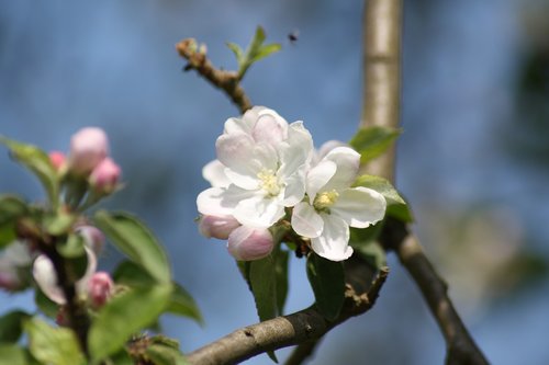 apple blossom  apple  petal