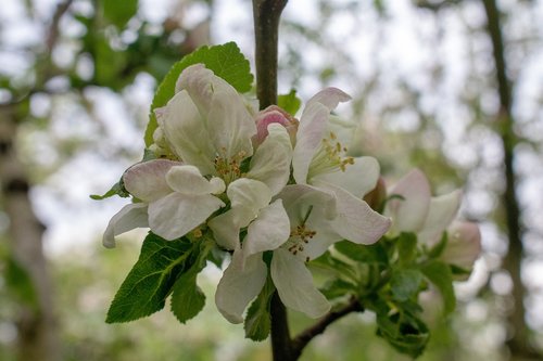 apple blossom  blossom  bloom