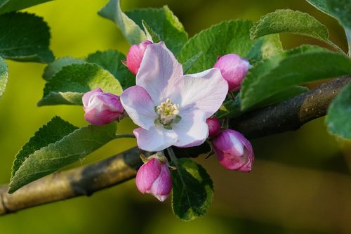 apple blossom  nature  plant