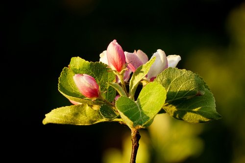 apple blossom  bud  nature