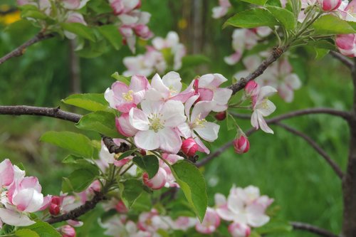 apple blossom  tree  nature