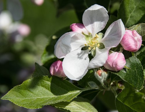 apple blossom  apple tree blossom  fruit tree