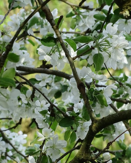 apple blossom  white flowers  fruit tree blossoming