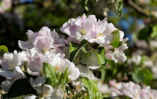 apple blossom  pink  fruit tree