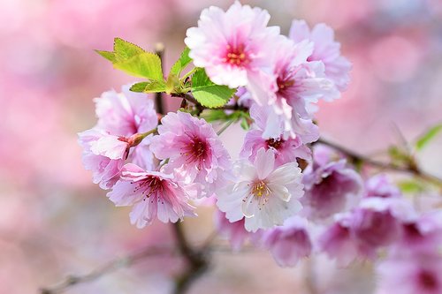 apple blossom  spring  branch