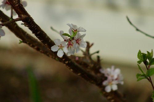 apple blossom  spring  nature