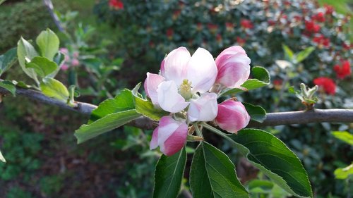 apple blossom  apple  fruit tree blossoming