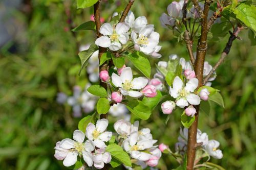 apple blossom flowers white and pink