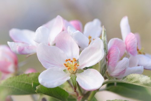 apple blossom  pink  white