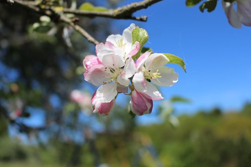 apple blossom  apple tree  blossom