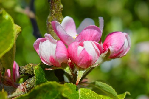 apple blossom  spring  close up