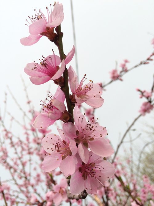apple blossom  apple tree  spring
