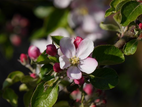 apple blossom  flower  apple tree