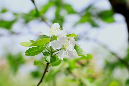 apple blossom  natural  plant
