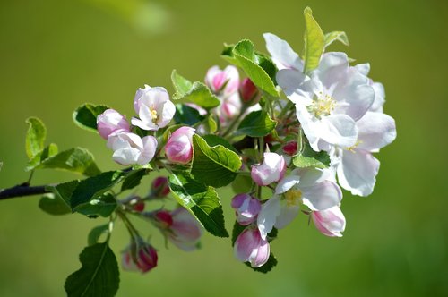 apple blossom  spring  flowers