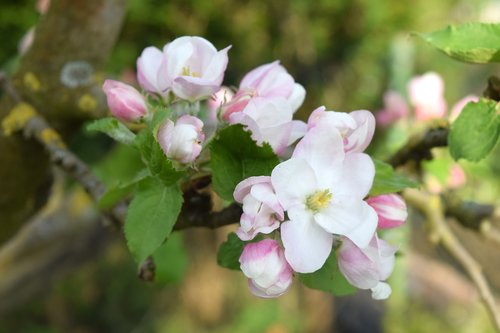 apple blossom  branch  fruit tree