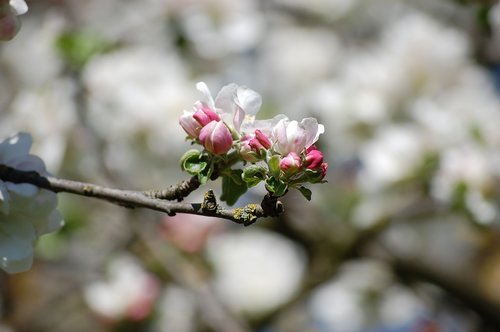 apple blossom  spring  apple tree